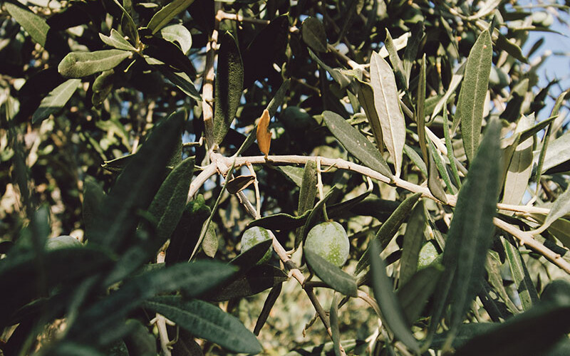 IMG_8698